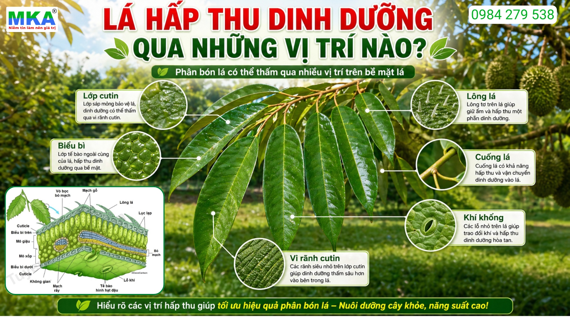 Cơ chế hấp thu dinh dưỡng qua lá: Vị trí hấp thu phân bón lá